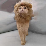 Cat Hood Costume - Image 5