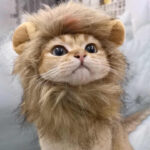 Cat Hood Costume - Image 3