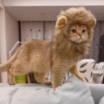 Cat Hood Costume - Image 4
