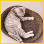 Cat Scratching Board | Cat Bed - Image 6