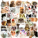 Cat Funny Meme Stickers